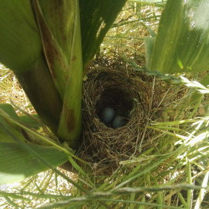 367495726 155813084218801 n