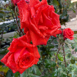 370044786 157001147433328 n